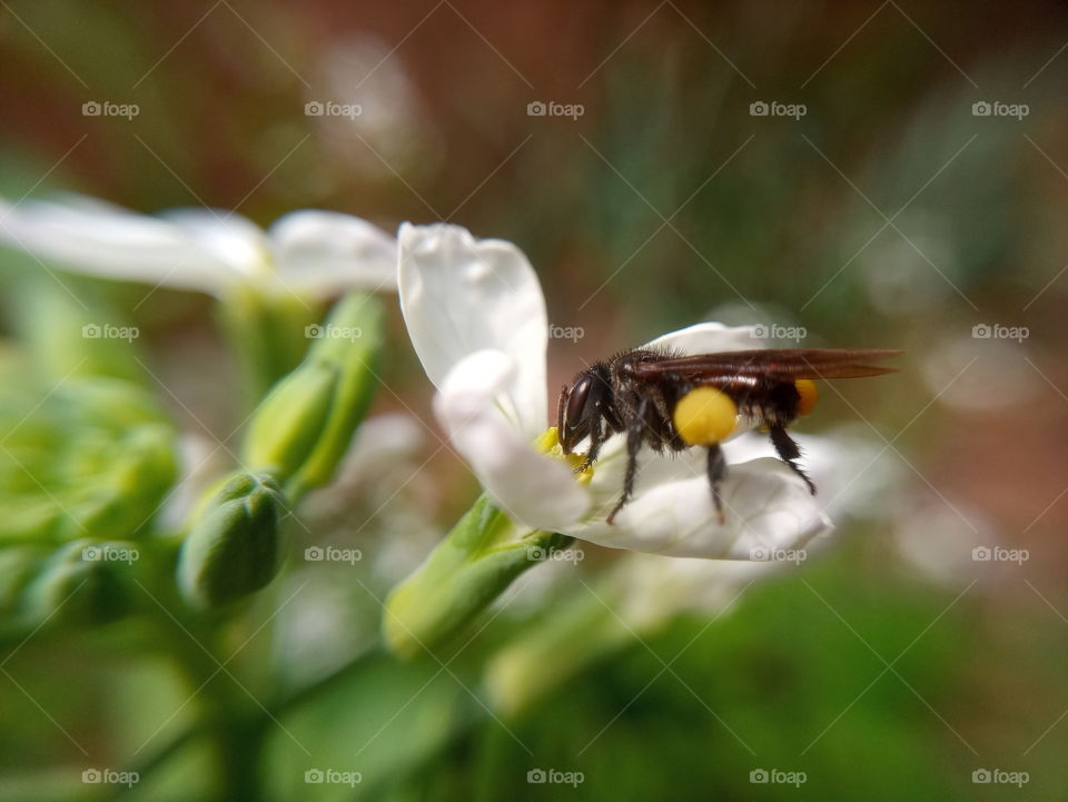 Bee
