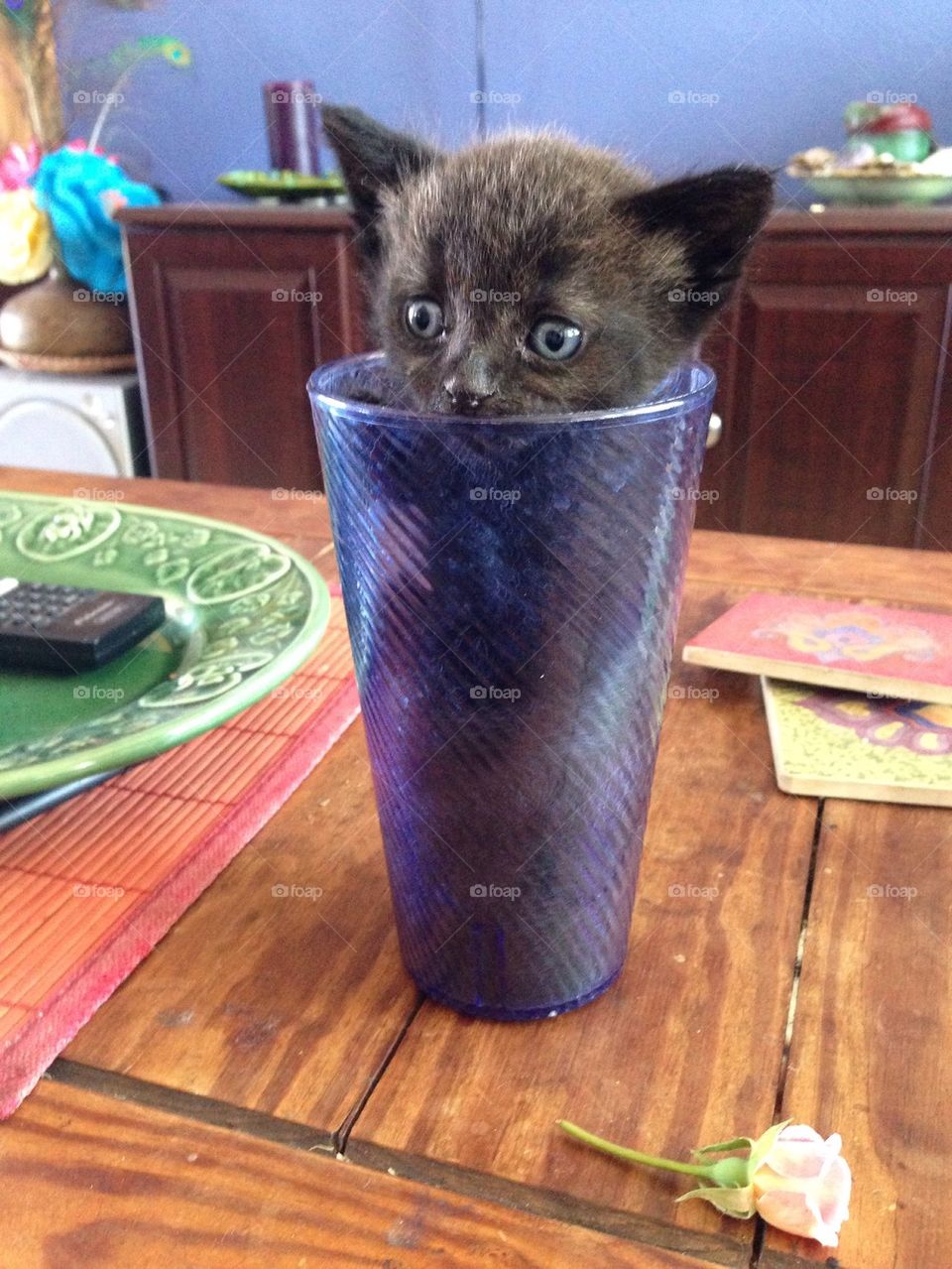 Cat in a Cup. Our baby kitty who we found in a dumpster. Who could do this?