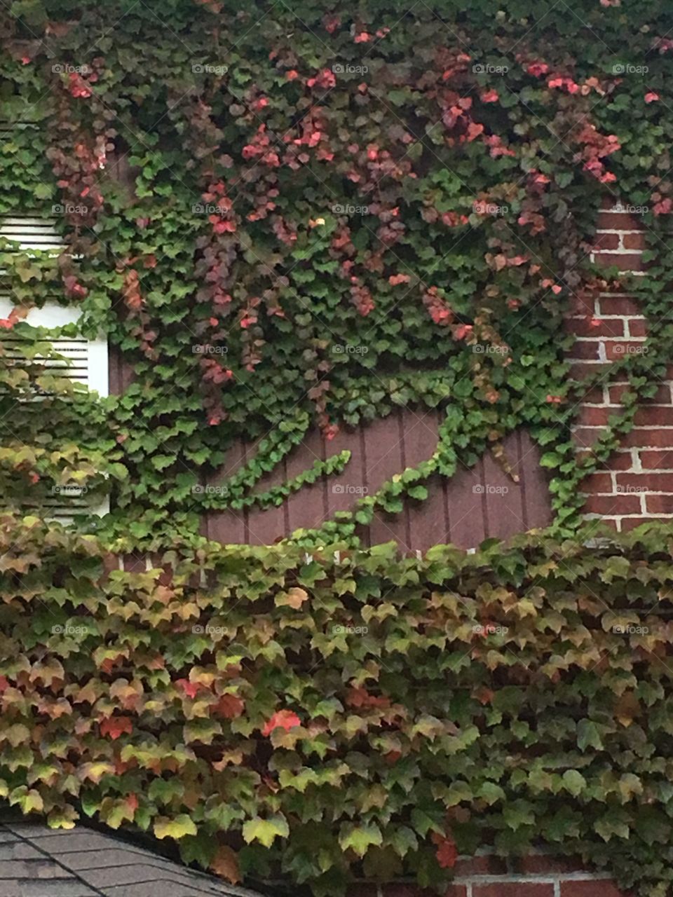 Autumn colors of ivy