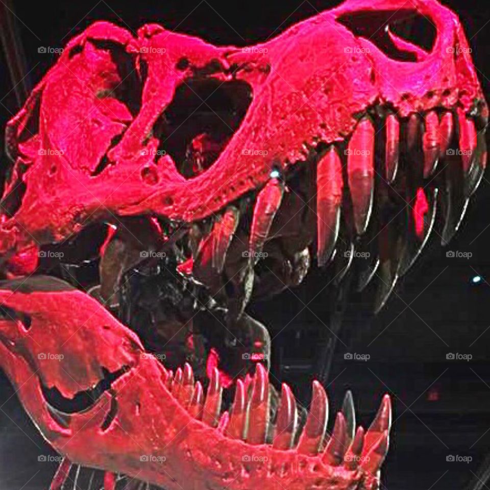 Tyrannosaurus Rex skull cast in red light.
