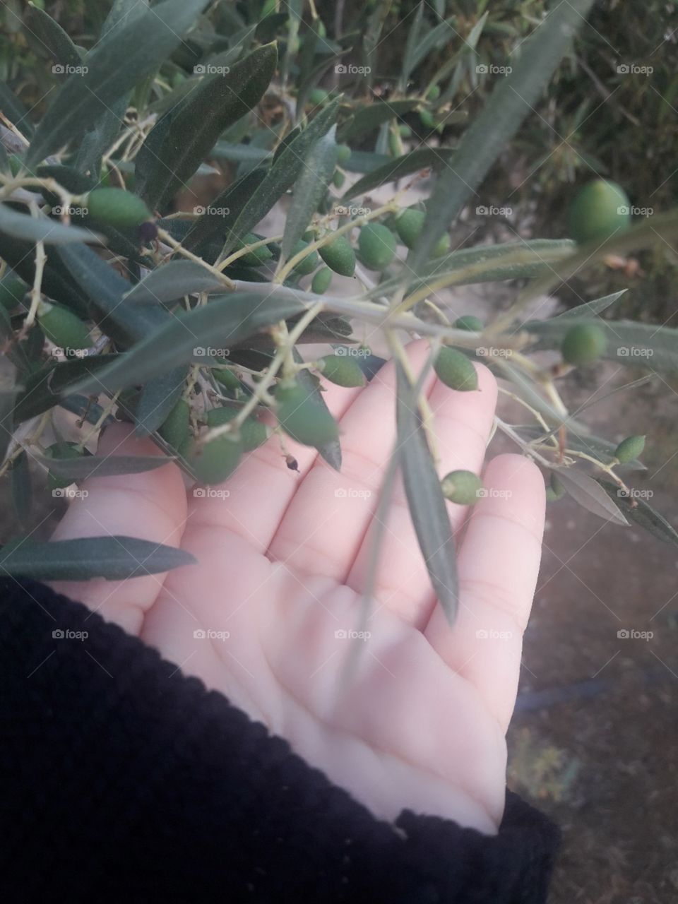 tree olives