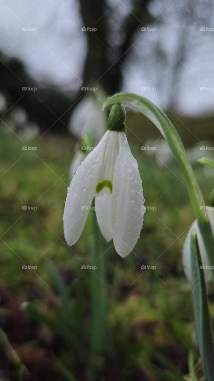 Snowdrop