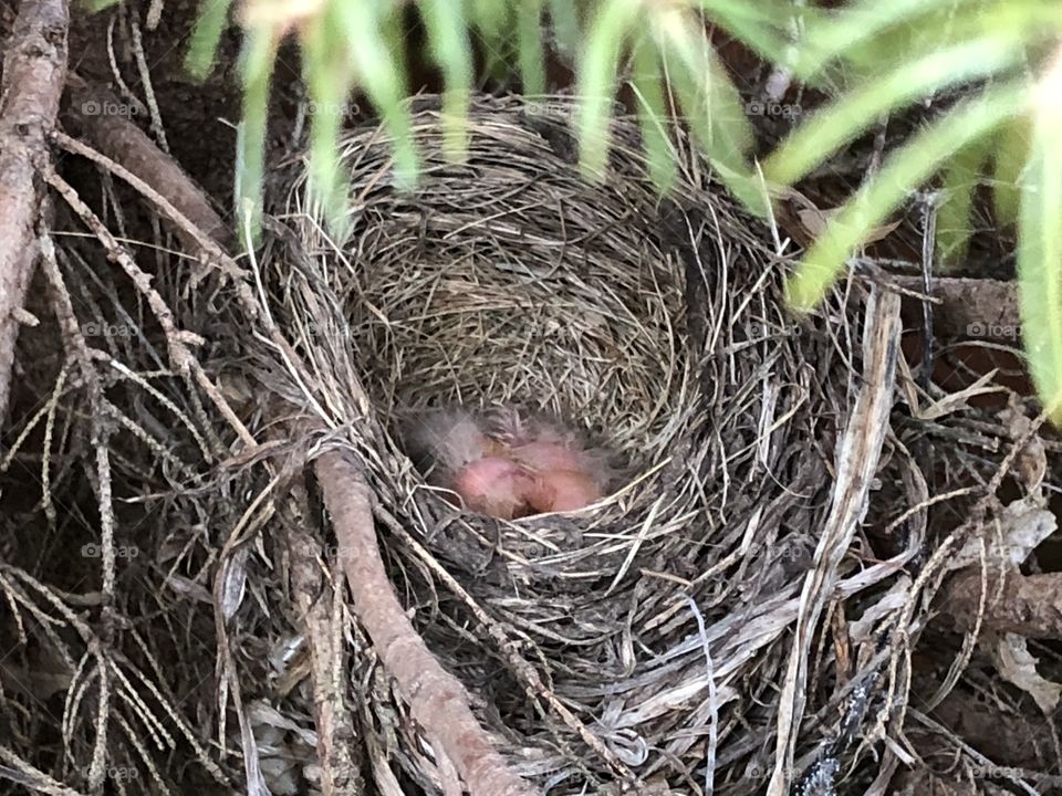 Baby robin In the nest