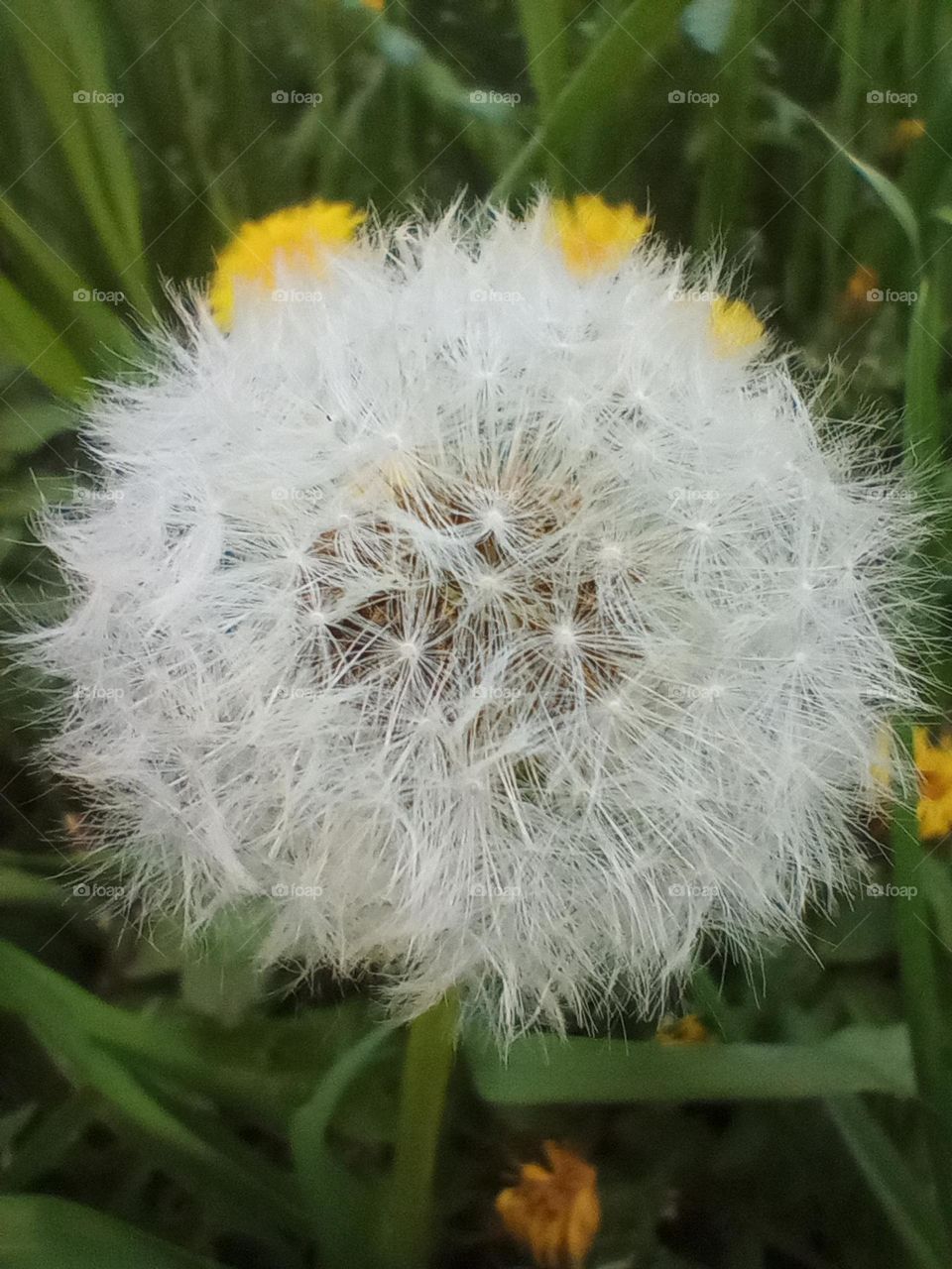 The second phase of a dandelion's life 💮📷💚🤍