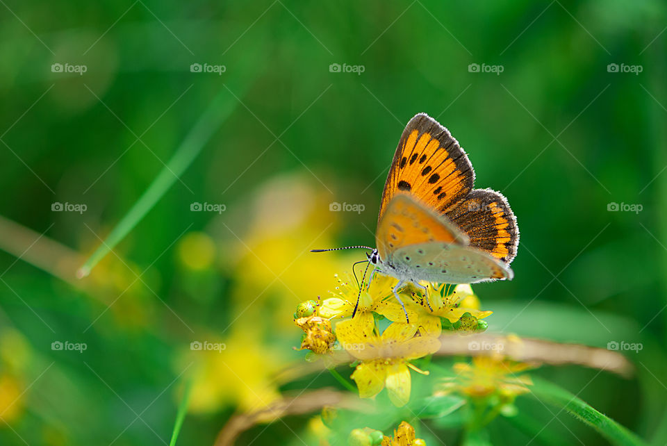 Focus on a beautiful butterfly on a yellow meadow flower