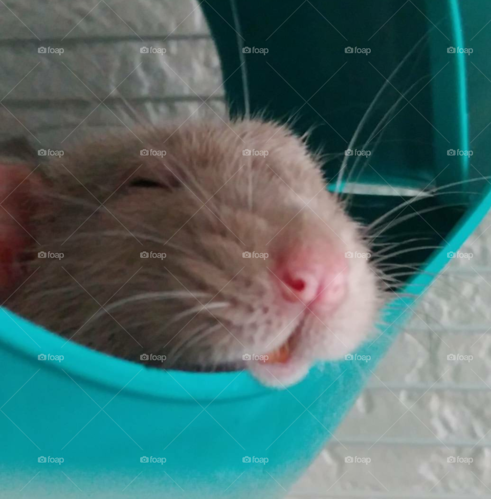 Sleepy pet rat with is bottom lip hanging down.