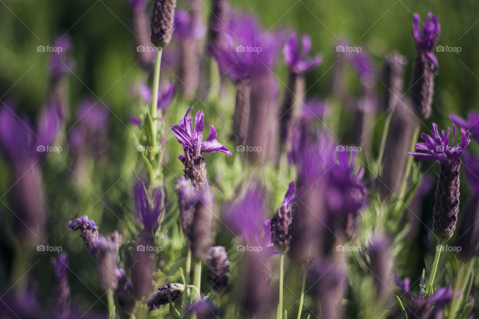 lavender