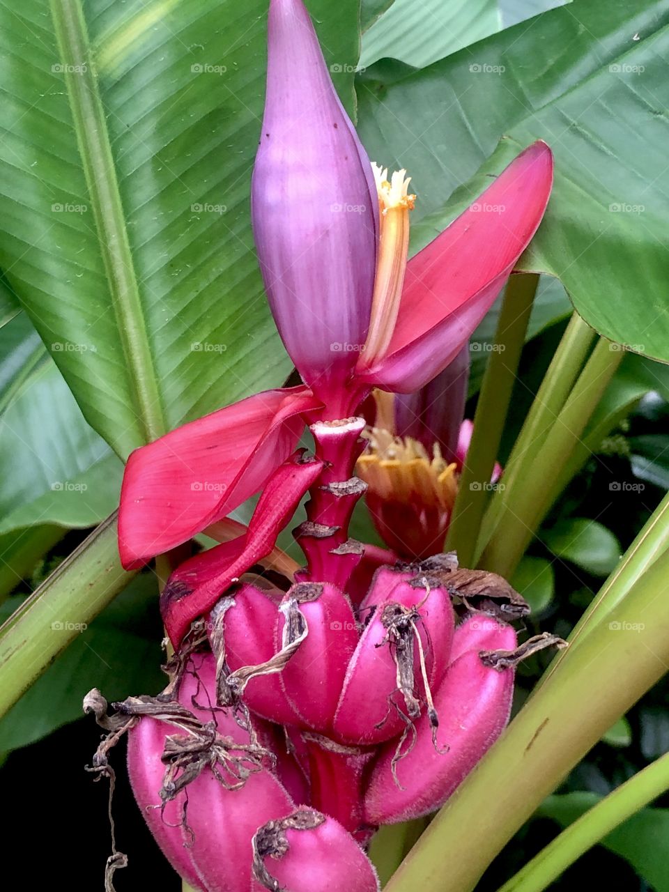 Ornamental purple plantain tree