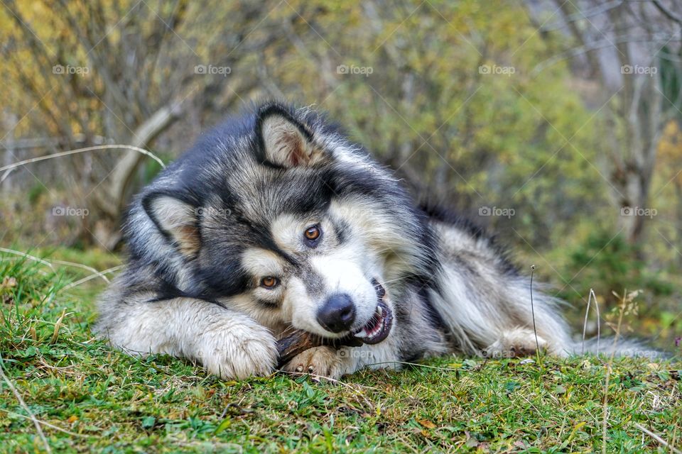 Alaskan Malamute Maïko