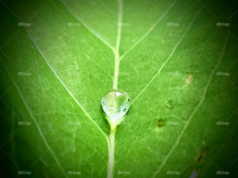 As the dew and thought renews life, a word of affection, a gesture of love, are the strength of our soul!