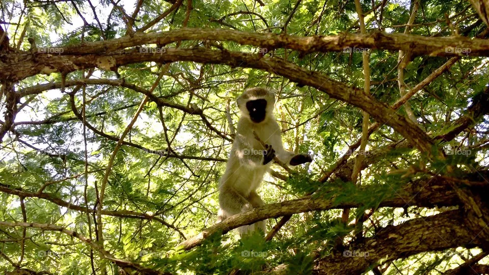 Monkey
