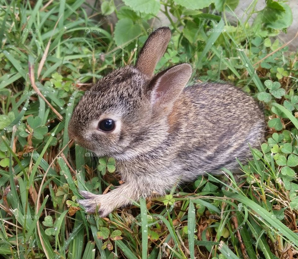 Close-up of a bunny baby on grass