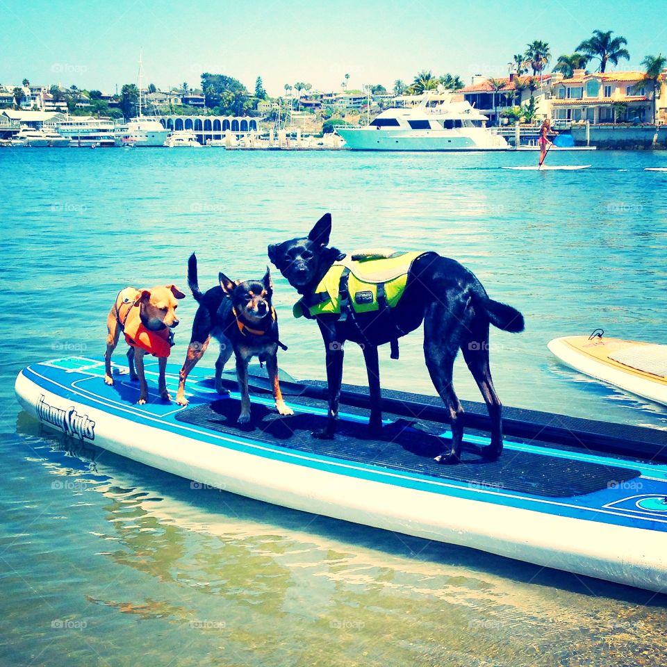 Paddle boarding 