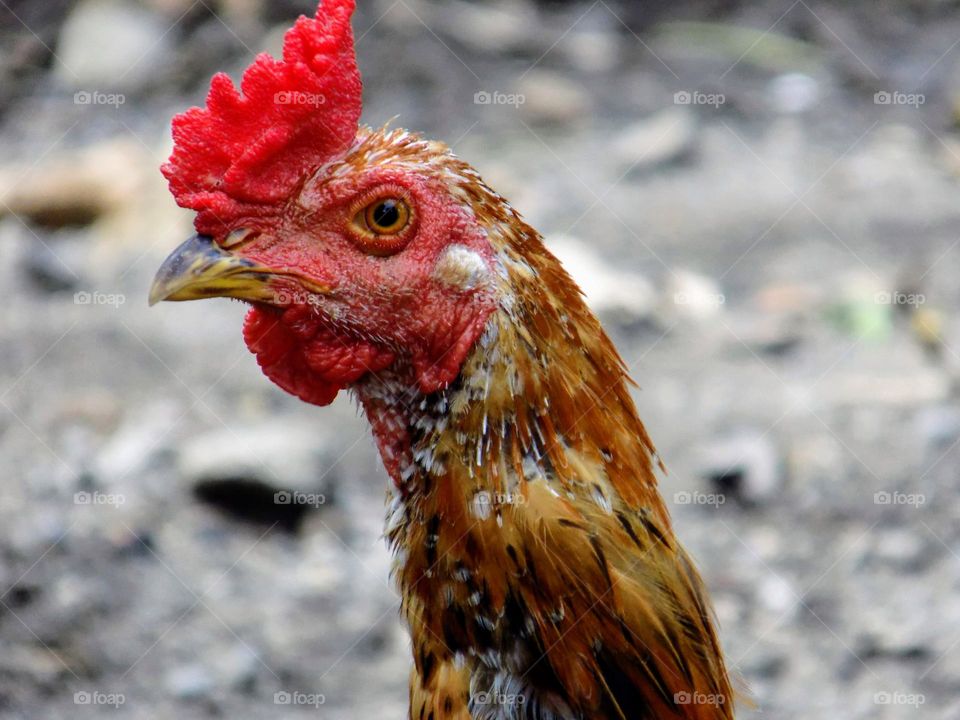 The rooster was flabbergasted