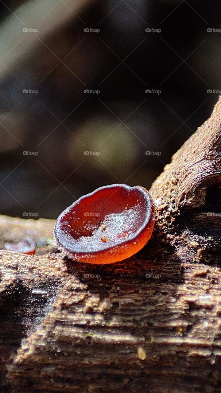 Beautiful fungus growing on a tree branch