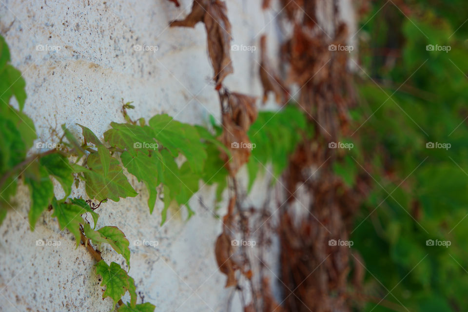 green leafs