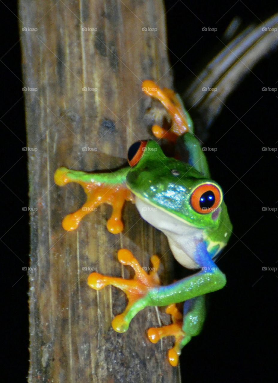 frog