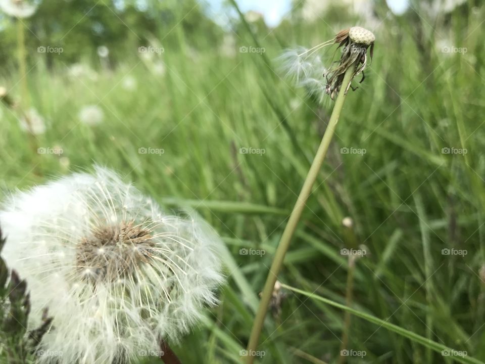 Dandelion and wind  