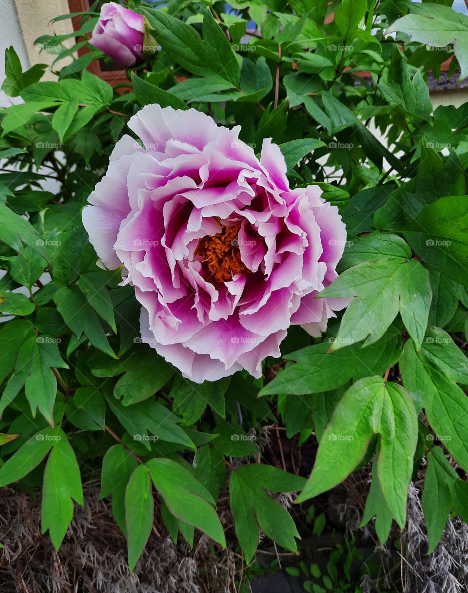 single flower of tree peony  in spring