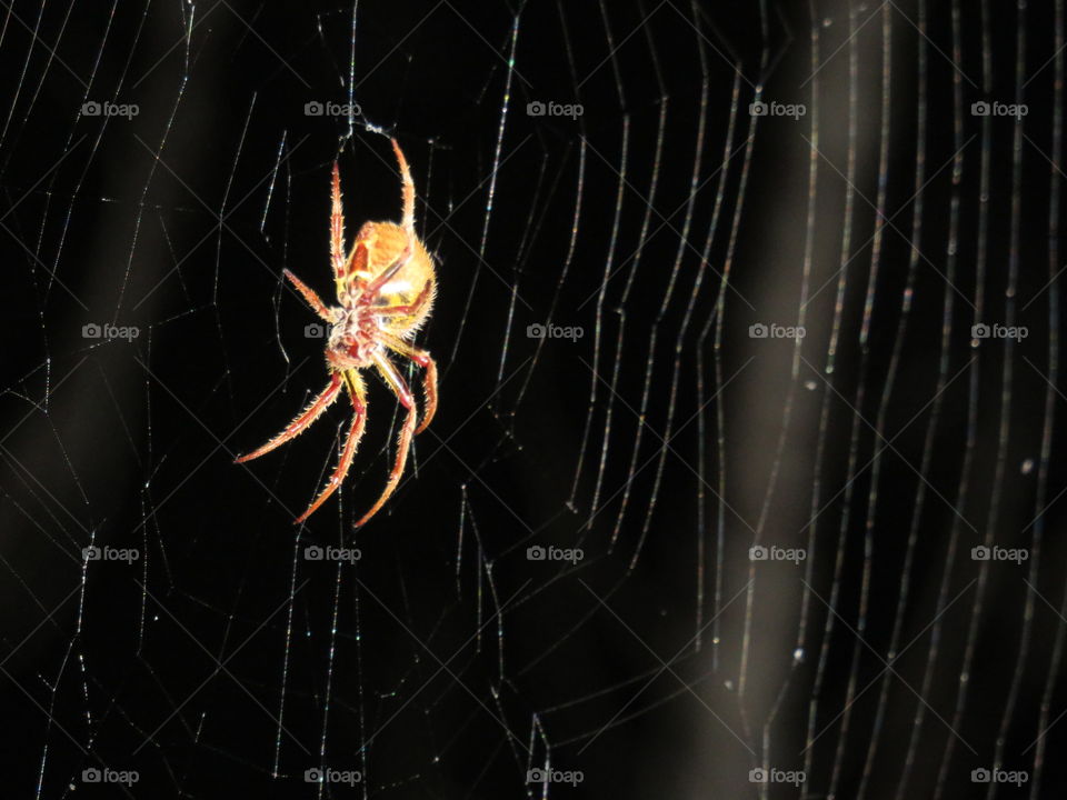 Tropical orb spider