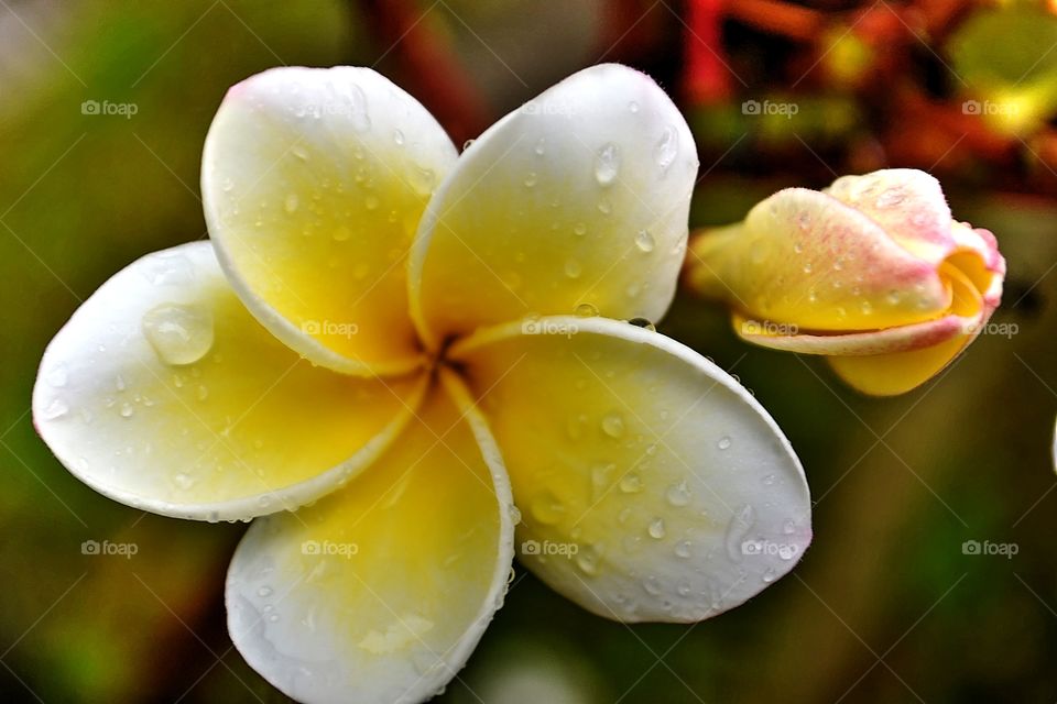 Flower with drops of rain. Beautiful flower after a long rain. Photo captured in Cambodia.