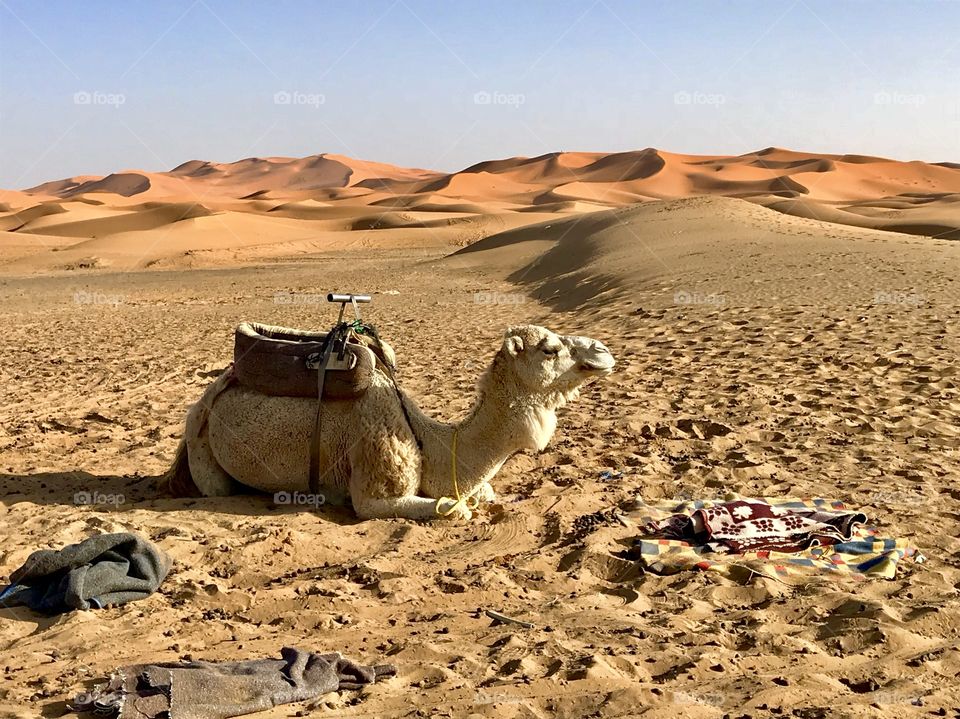 white camel resting before a camel tour in the beautiful Sahara desert in morocco