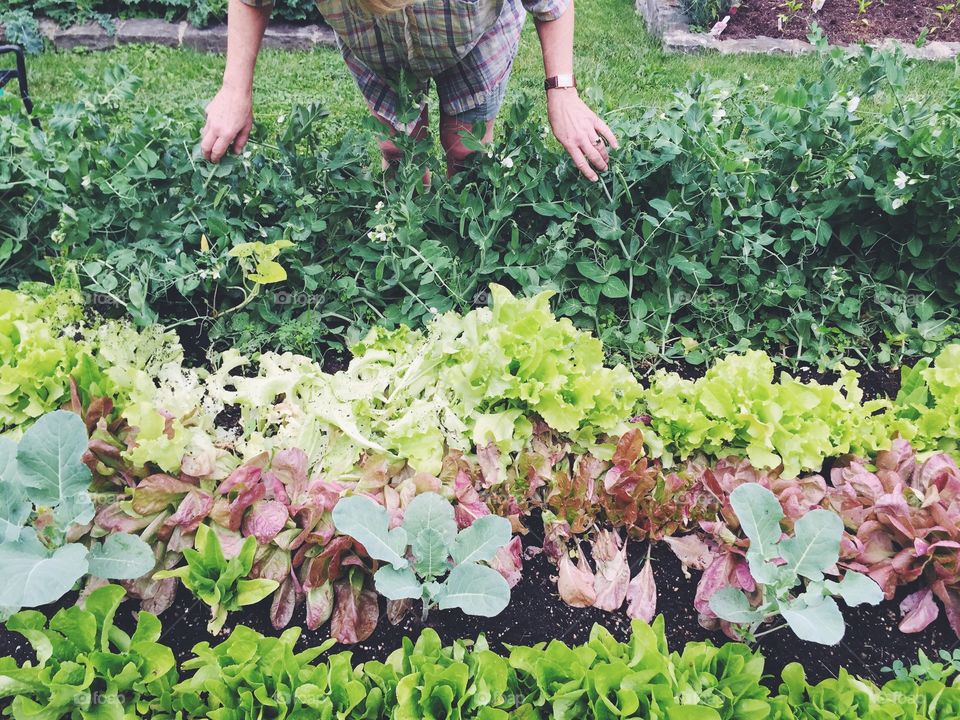 Tending garden