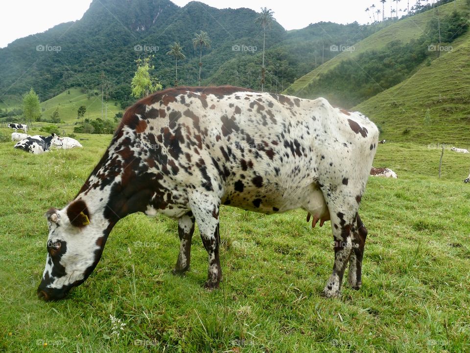 Speckled cow grazing in Cocora Valley where the wax palm thrives.