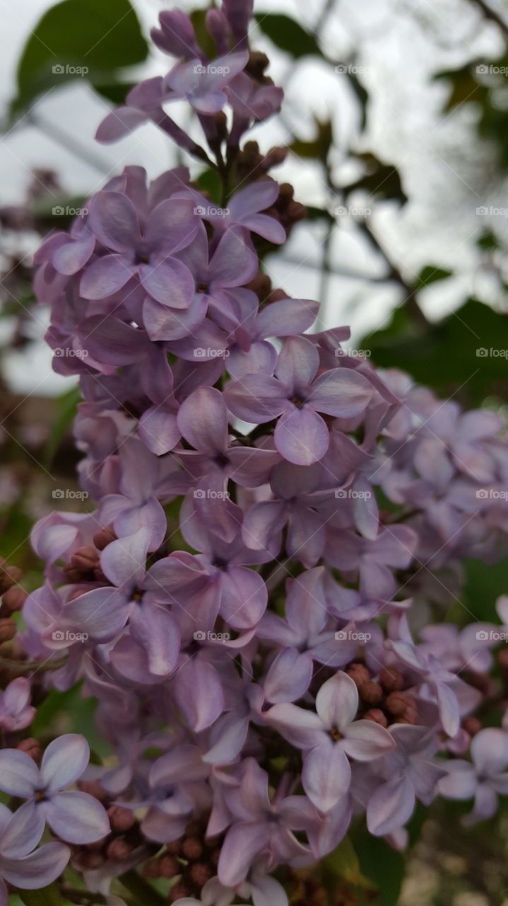 lilacs