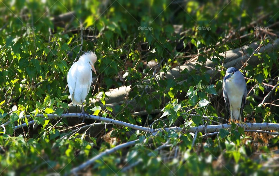 Bubulcus ibis Nycticorax nycticorax