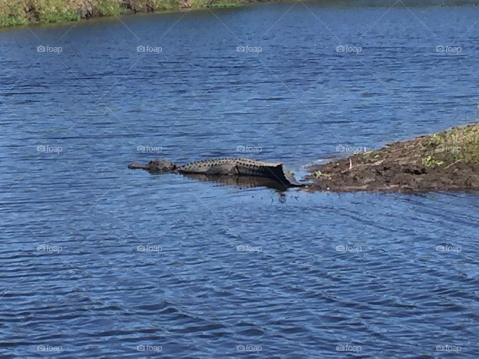 Alligator, Florida 