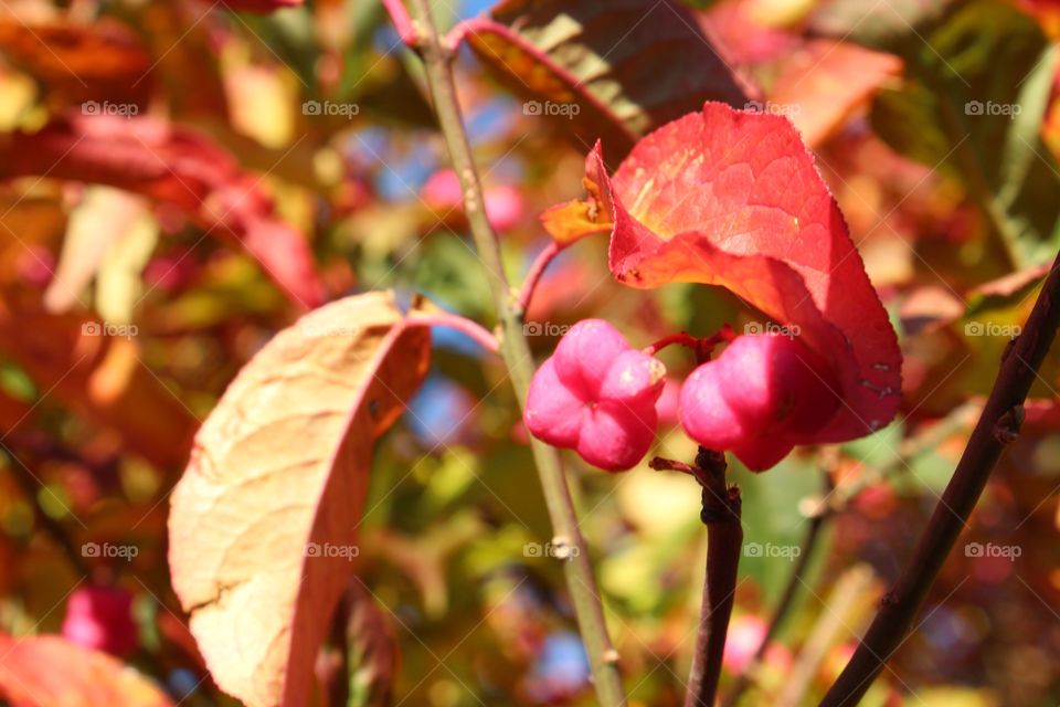 Close-up of autumn plant