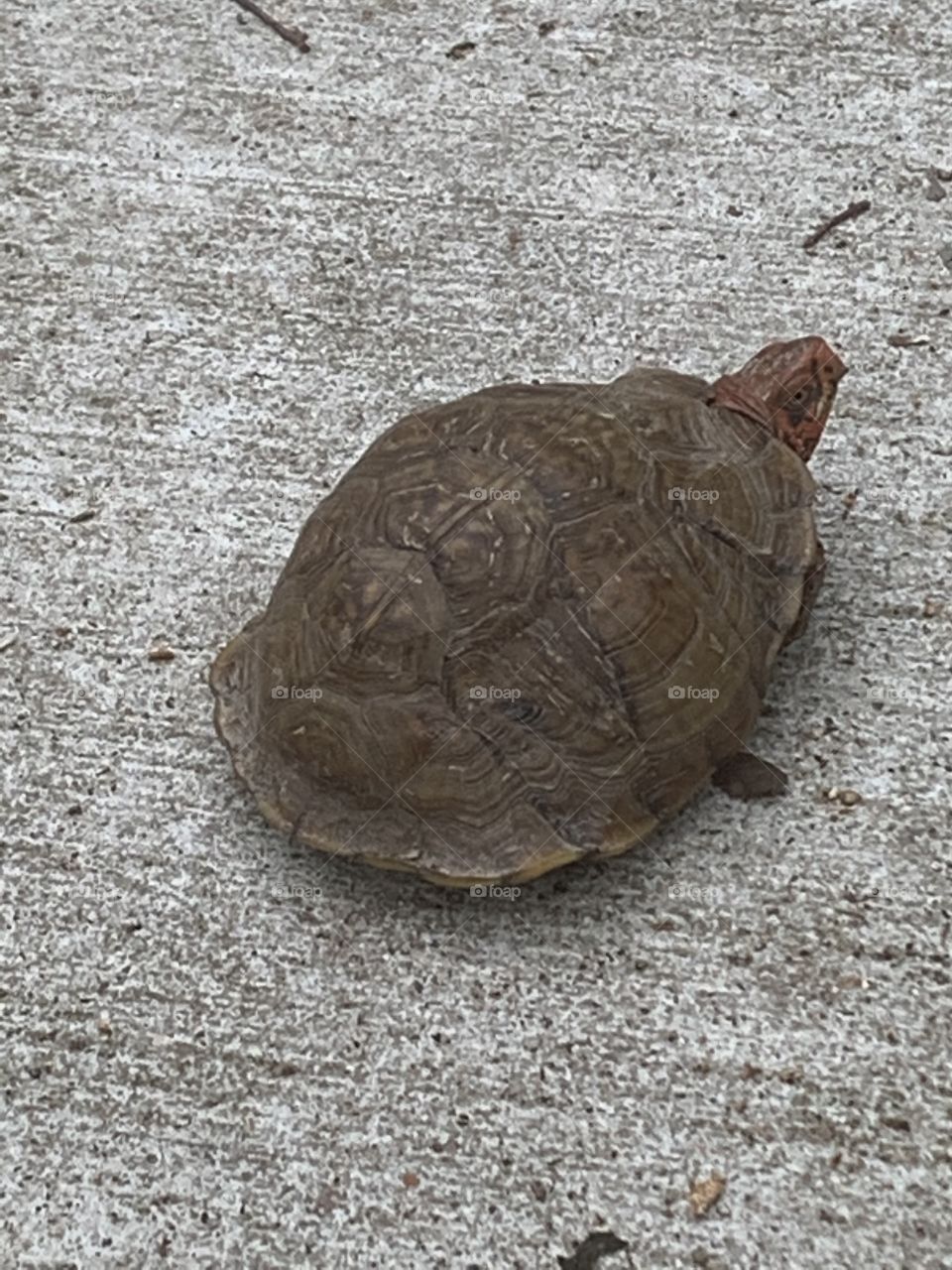 Turtle