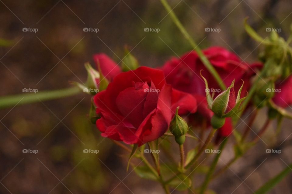 Darryl Wilson. Rosey moment