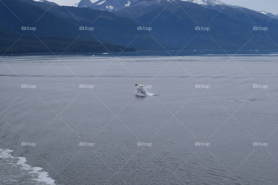 Whale Watching Obsession 