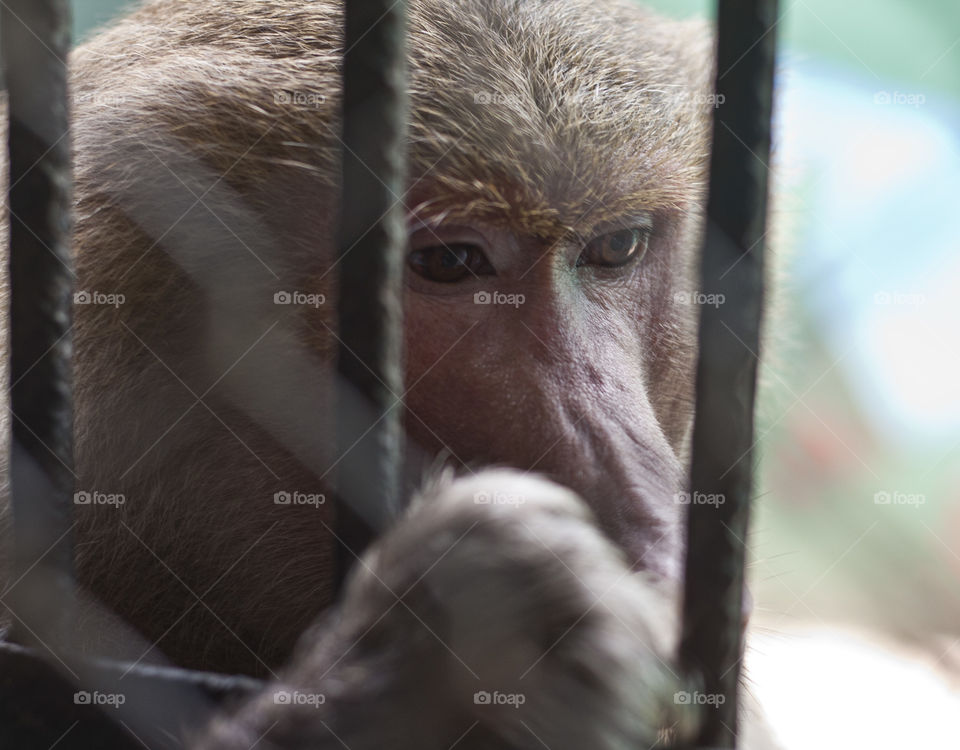 This is from a recent trip to the Puerto Vallarta Zoo. We were so close to the animals through out our walk that I never had to switch out my 50mm lens. While the photo makes this guy look kind of sad, he/she was actually quite the character. Often sticking a small monkey hand out the bars to ask for a treat.