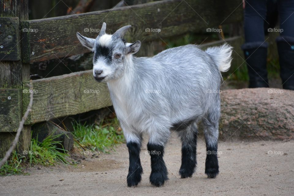 Cute baby goat