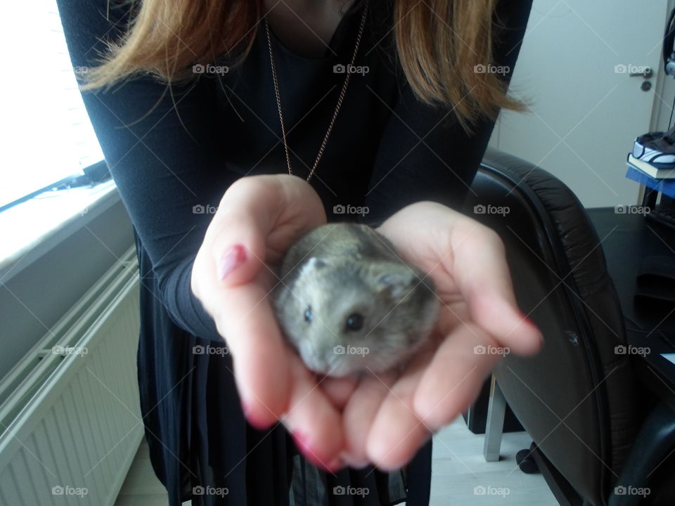 Cute hamster shown to camera