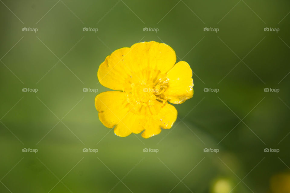 No Person, Blur, Nature, Flower, Flora