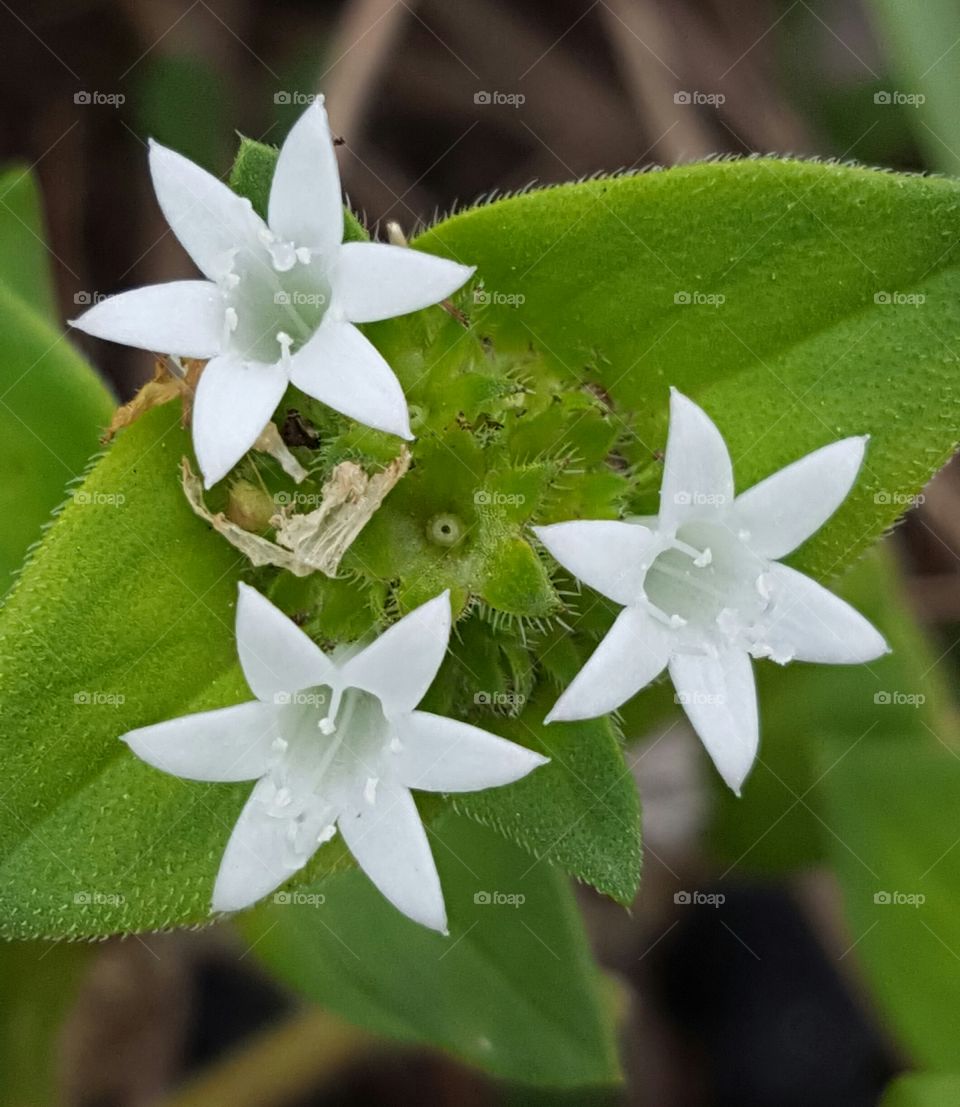 No Person, Nature, Flower, Leaf, Closeup