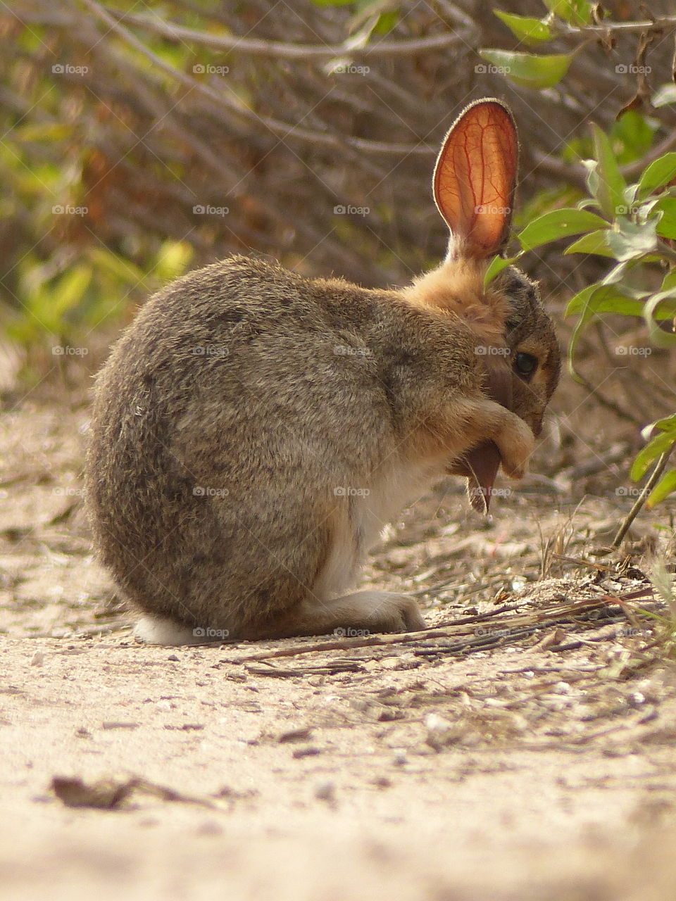 Bunny washing ear 