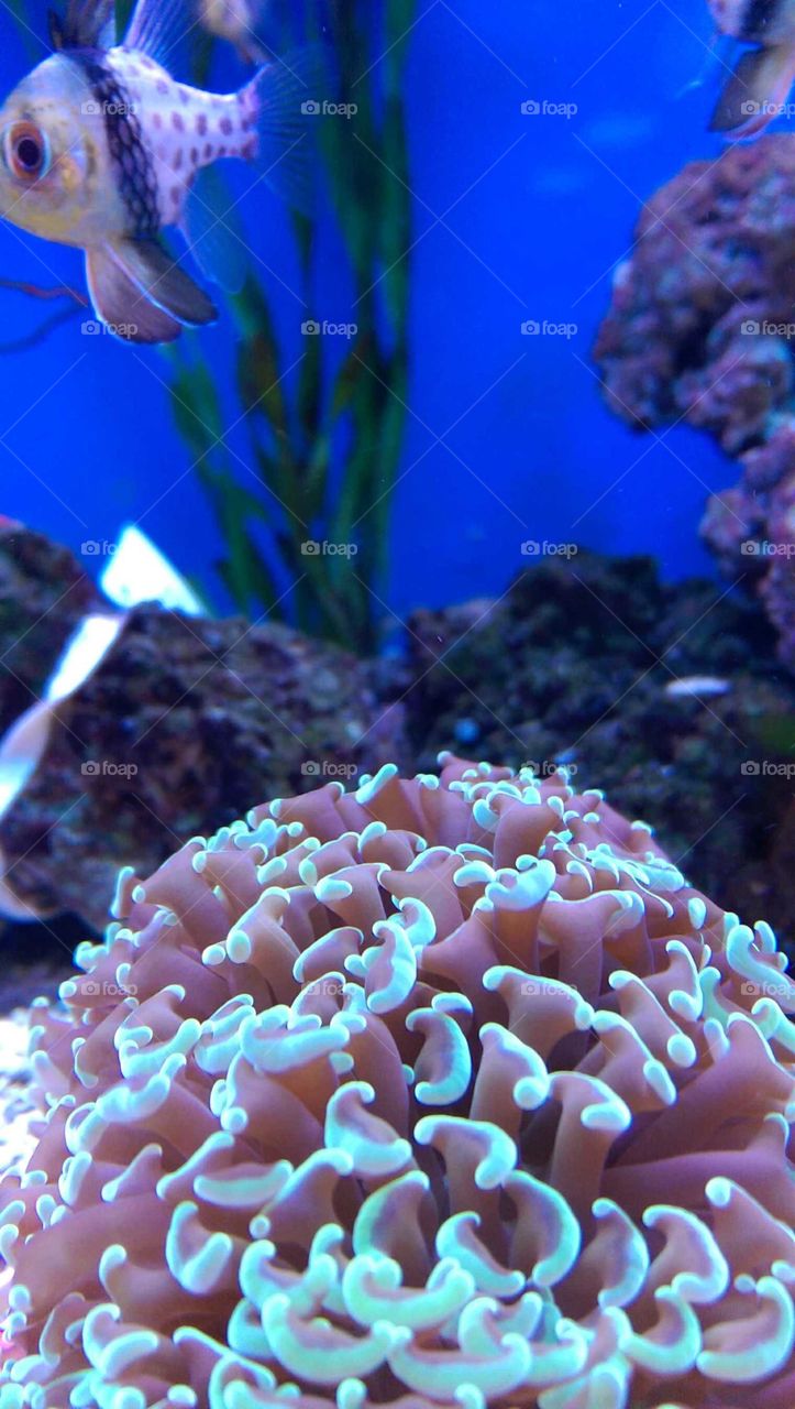 Fish tank with coral and fish swimming