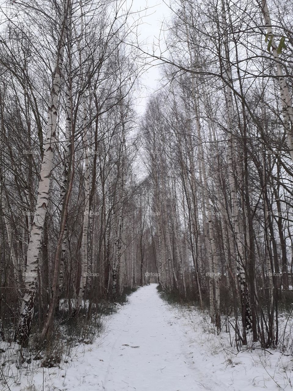 Берёзовая аллея