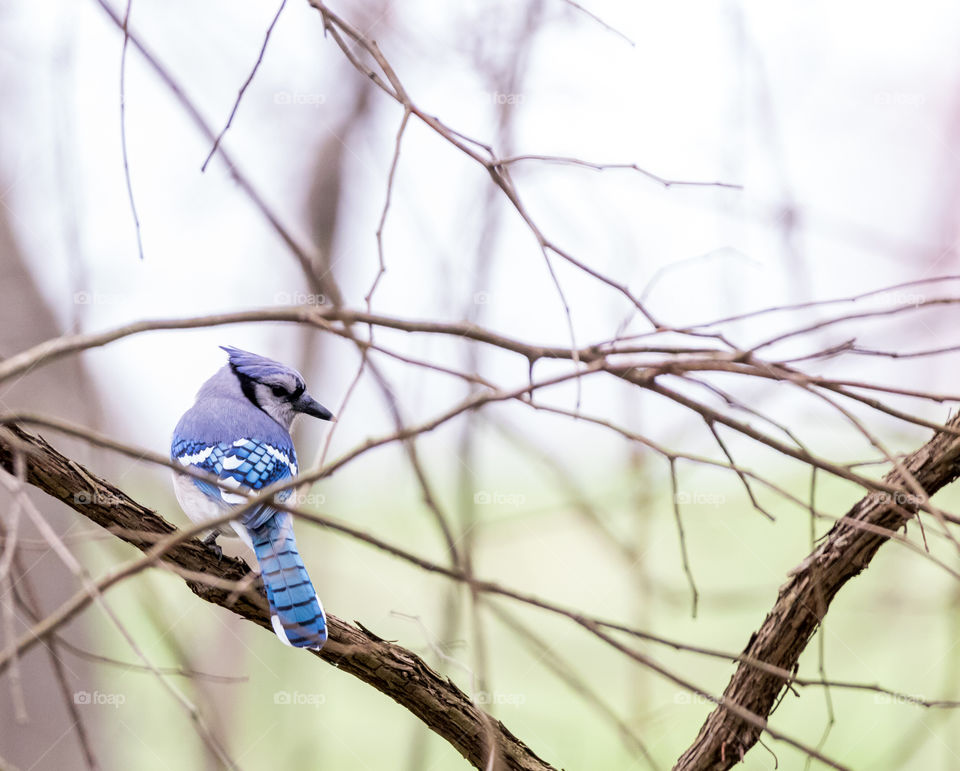 Blue Jay