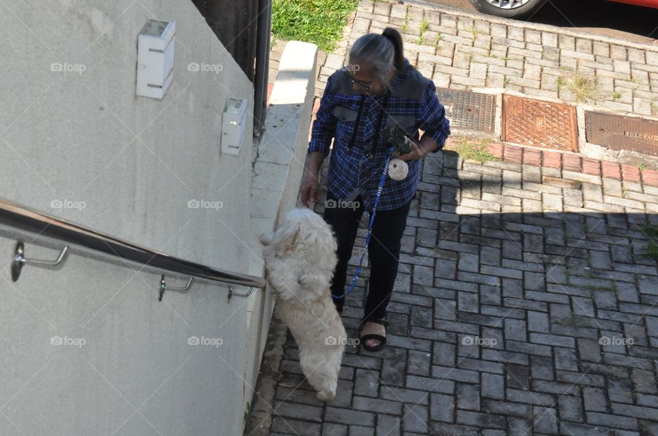 Procurando os gatinhos