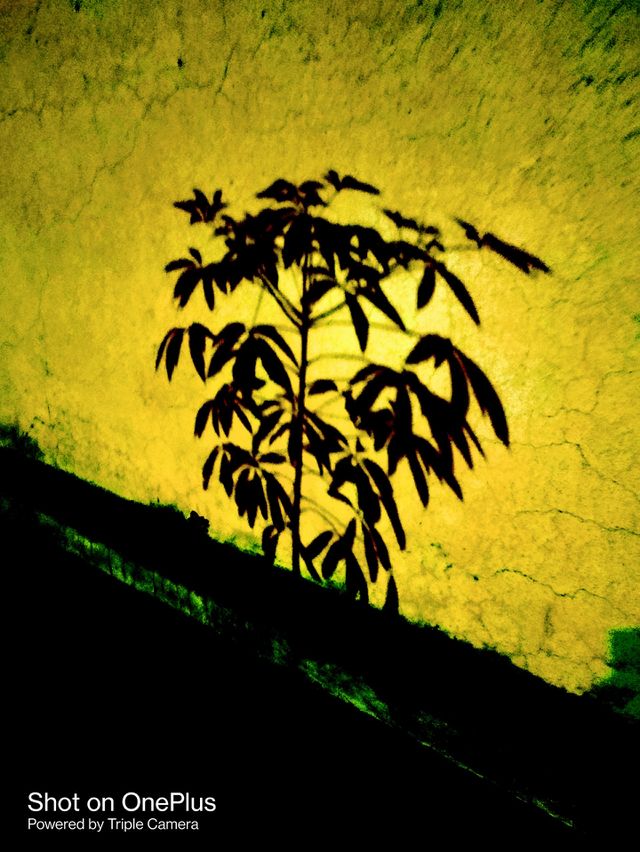 Portrait of Plant