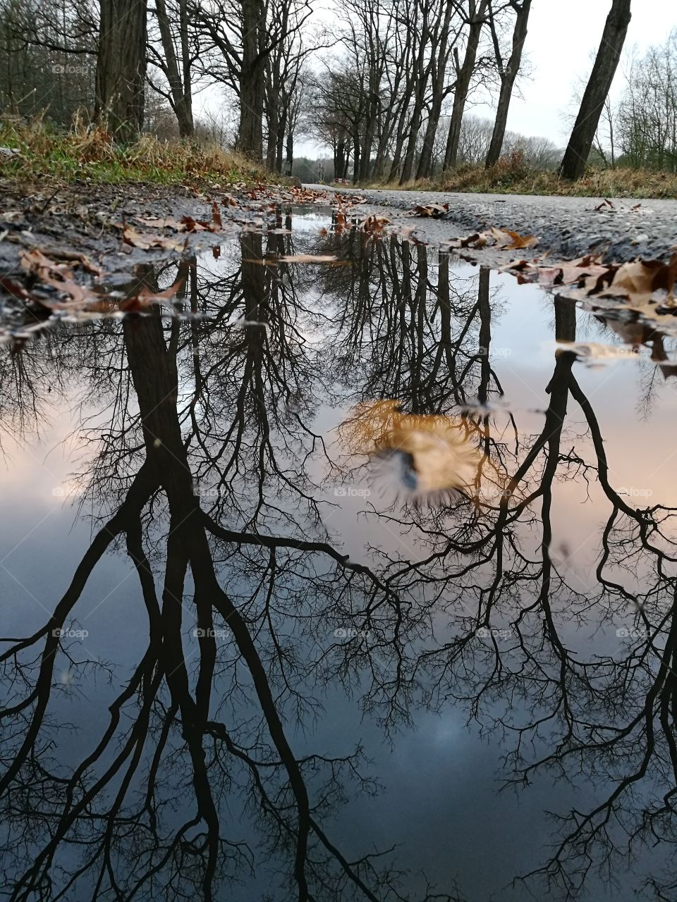 Bare tree reflected in puddle