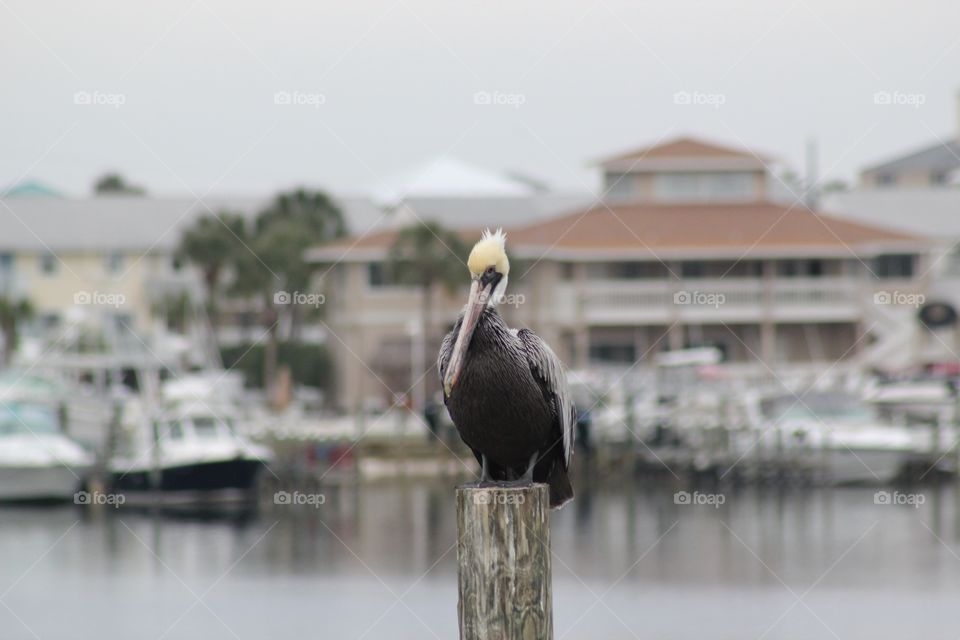 Florida pelican