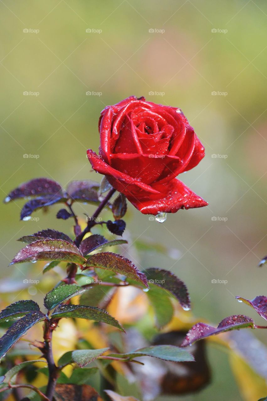 red rose with water drops dripping off its pedals at a garden in Sacramento California