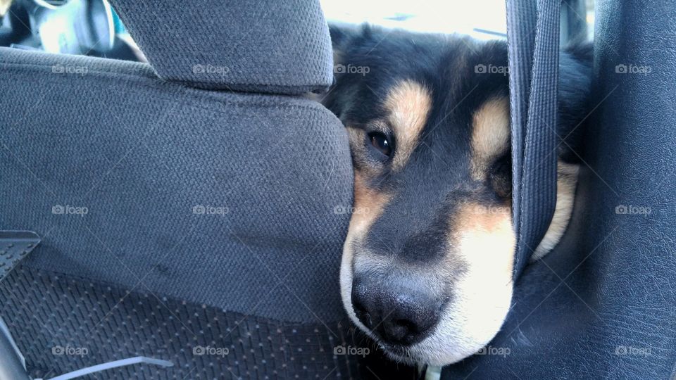 Peeking at the back seat